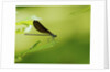 Damsel Fly by Anonymous