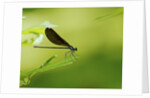 Damsel Fly by Anonymous