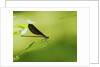 Damsel Fly by Anonymous