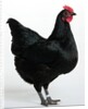 Langshan Bantam by Anonymous