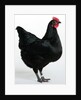 Langshan Bantam by Anonymous
