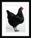 Langshan Bantam by Anonymous