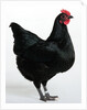 Langshan Bantam by Anonymous
