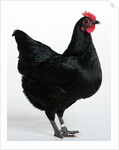 Langshan Bantam by Anonymous