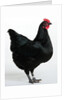 Langshan Bantam by Anonymous