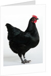 Langshan Bantam by Anonymous