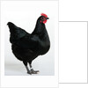 Langshan Bantam by Anonymous