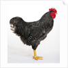 Plymouth Rock by Anonymous