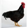Rhode Island Red by Anonymous