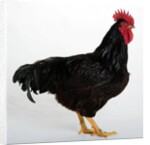 Rhode Island Red by Anonymous