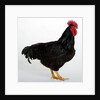 Rhode Island Red by Anonymous