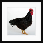 Rhode Island Red by Anonymous