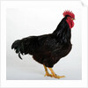 Rhode Island Red by Anonymous
