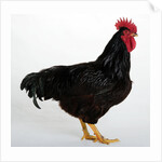 Rhode Island Red by Anonymous