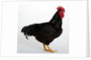 Rhode Island Red by Anonymous