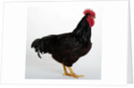 Rhode Island Red by Anonymous