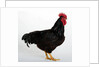 Rhode Island Red by Anonymous