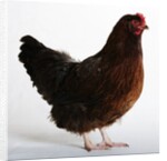 Buckeye by Anonymous