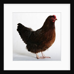 Buckeye by Anonymous