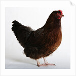 Buckeye by Anonymous