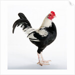 Duckwing OEG Bantam by Anonymous