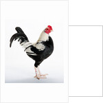 Duckwing OEG Bantam by Anonymous