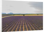 Lavender field around Valensole by Anonymous