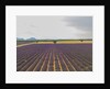 Lavender field around Valensole by Anonymous
