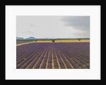 Lavender field around Valensole by Anonymous
