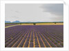 Lavender field around Valensole by Anonymous