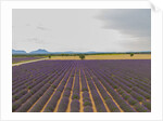 Lavender field around Valensole by Anonymous