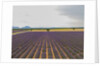 Lavender field around Valensole by Anonymous