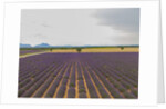 Lavender field around Valensole by Anonymous