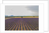 Lavender field around Valensole by Anonymous