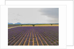 Lavender field around Valensole by Anonymous