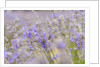 Lavender fields near Sault by Anonymous