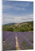 Lavender fields near Aurel by Anonymous
