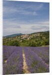 Lavender fields near Aurel by Anonymous
