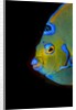 Close-up Queen angelfish. by Anonymous