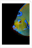 Close-up Queen angelfish. by Anonymous