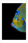 Close-up Queen angelfish. by Anonymous