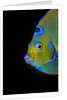 Close-up Queen angelfish. by Anonymous