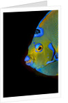 Close-up Queen angelfish. by Anonymous