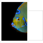 Close-up Queen angelfish. by Anonymous