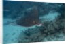 Spotted eagle ray (Aetobatus narinari). by Anonymous