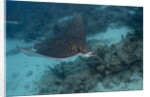 Spotted eagle ray (Aetobatus narinari). by Anonymous