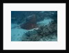 Spotted eagle ray (Aetobatus narinari). by Anonymous
