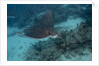 Spotted eagle ray (Aetobatus narinari). by Anonymous