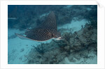 Spotted eagle ray (Aetobatus narinari). by Anonymous