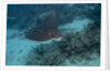 Spotted eagle ray (Aetobatus narinari). by Anonymous